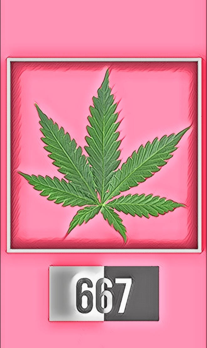 Kazakhstan 667, marihu