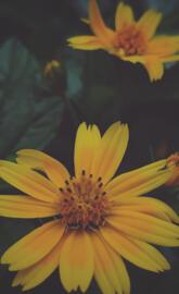 Yellow flower