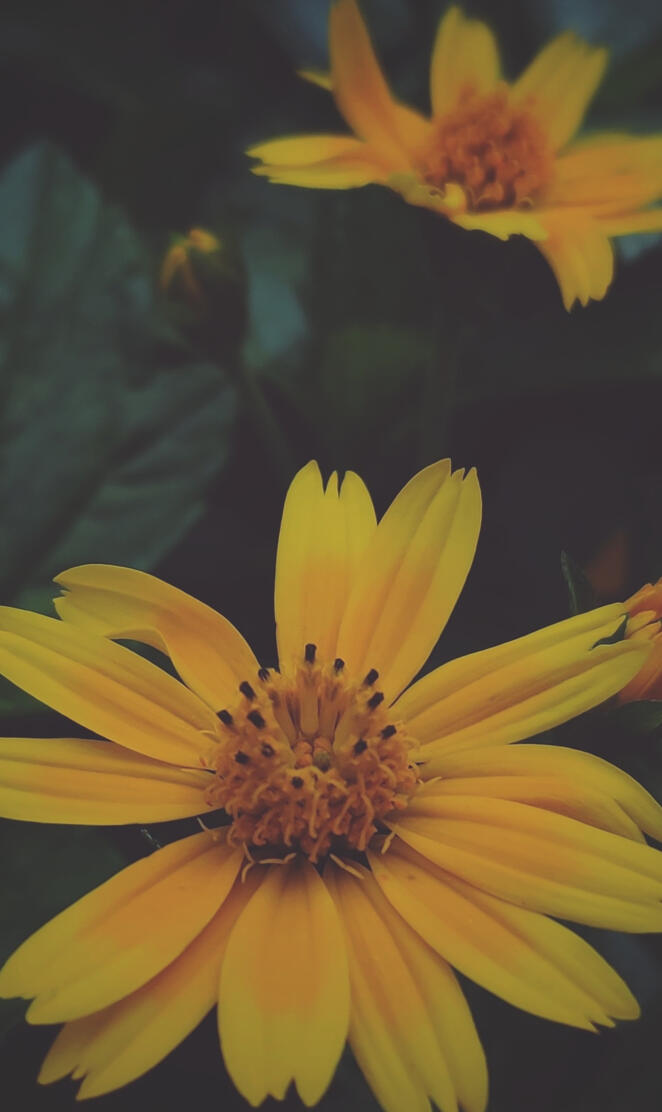 Yellow flower