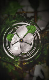 White flower