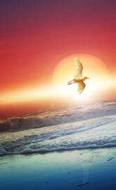 4k Pure HD Sensation