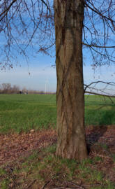 Nature and technology