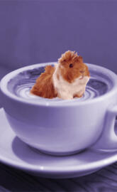 Guineapig Latte