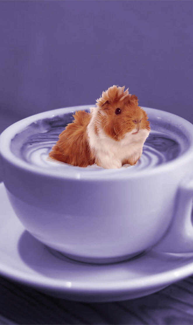 Guineapig Latte
