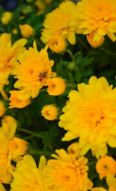 Yellow flowers