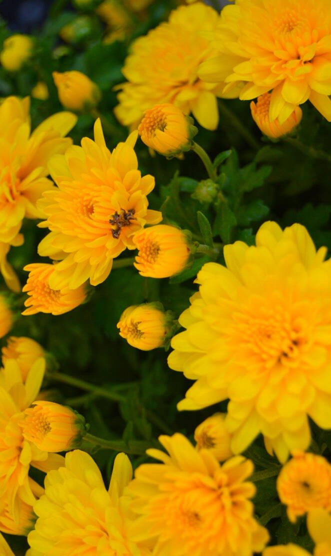 Yellow flowers