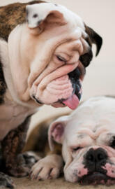 English bulldogs