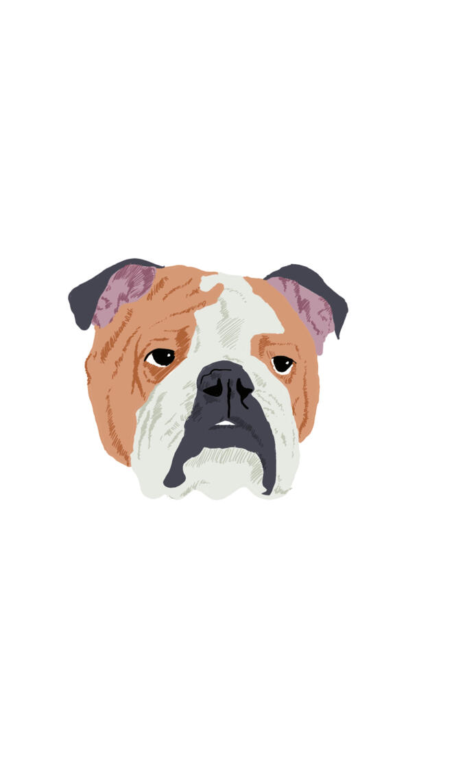 English Bulldog