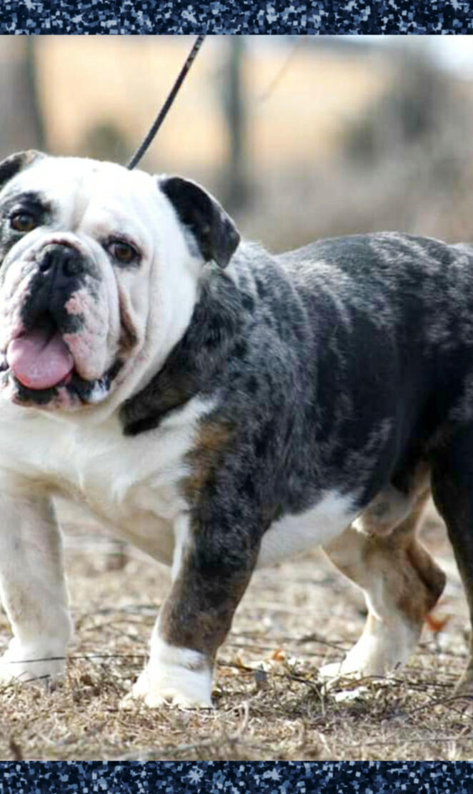 English Bulldog 