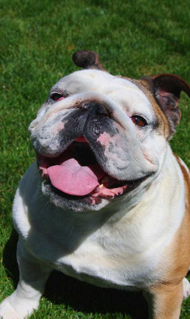 English Bulldog