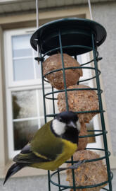Bird at feeder