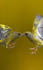 Birds  Kissing