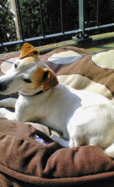 Jack Russel