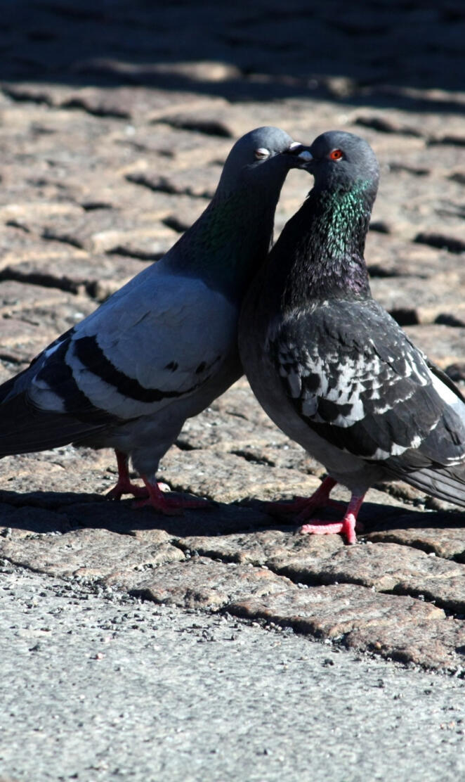 pigeon love hd