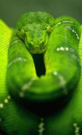 Green Python