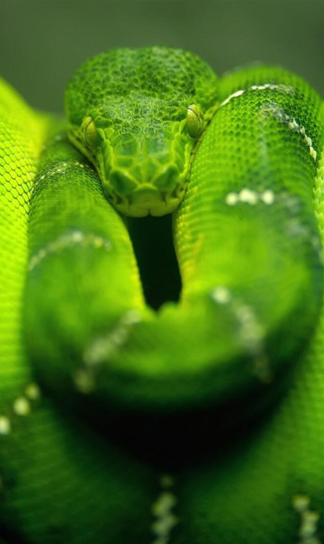 Green Python