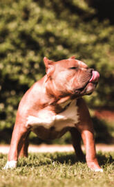 Pitbull Dog 8k