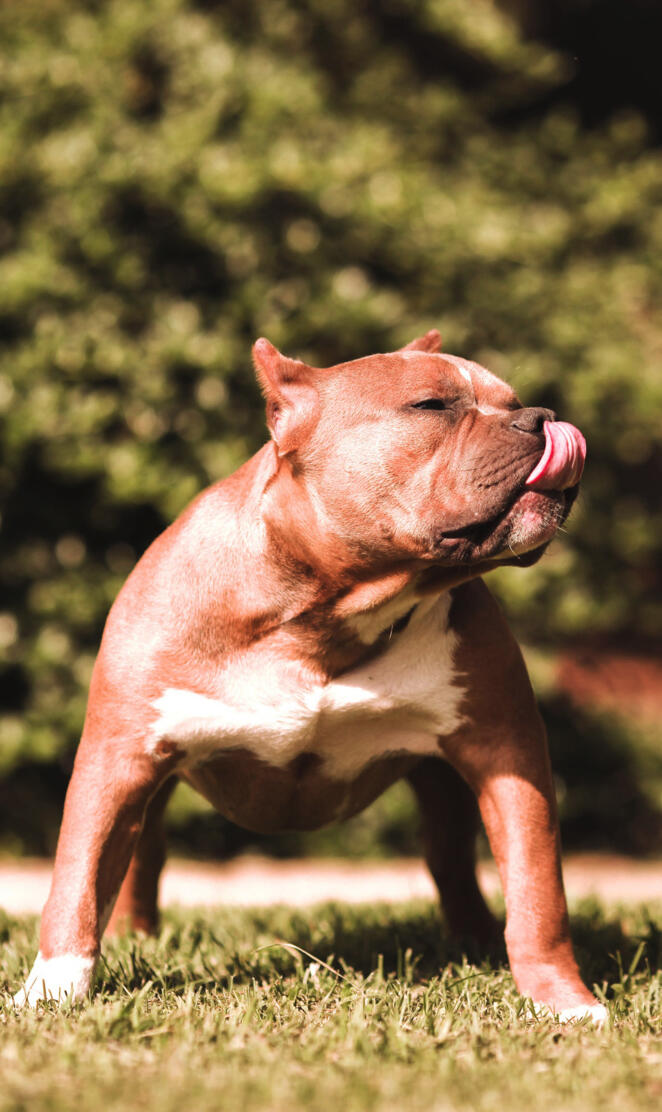 Pitbull Dog 8k