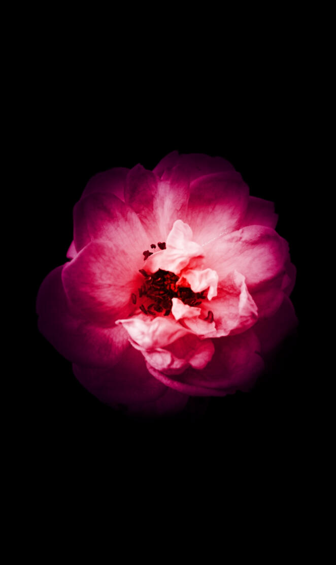 Amoled Flower