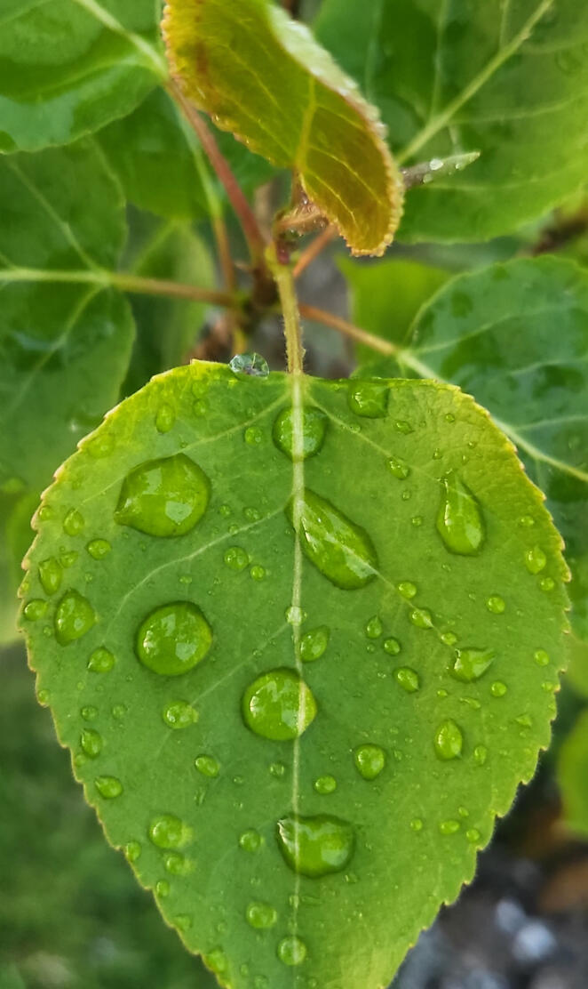 4K 3D Nature Leaf