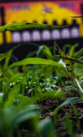 4k HD Wallpaper Nature