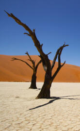Namib Coastal Desert