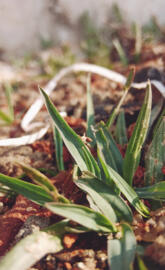 Plant wallpaper hd 4k