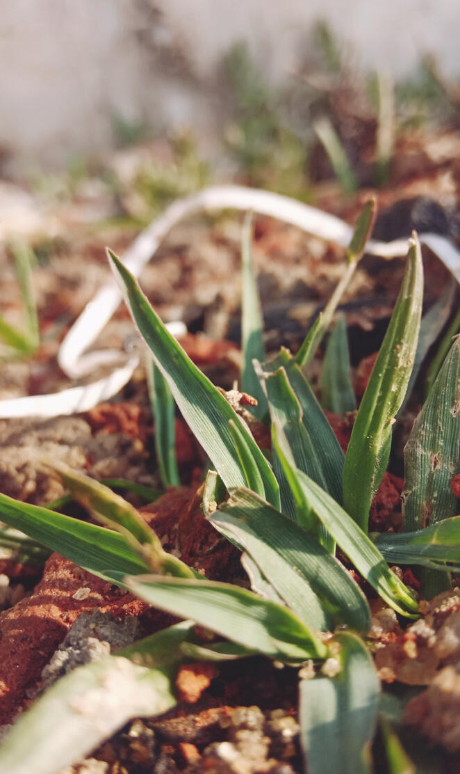 Plant wallpaper hd 4k