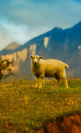 New Zealand Sheep 4K