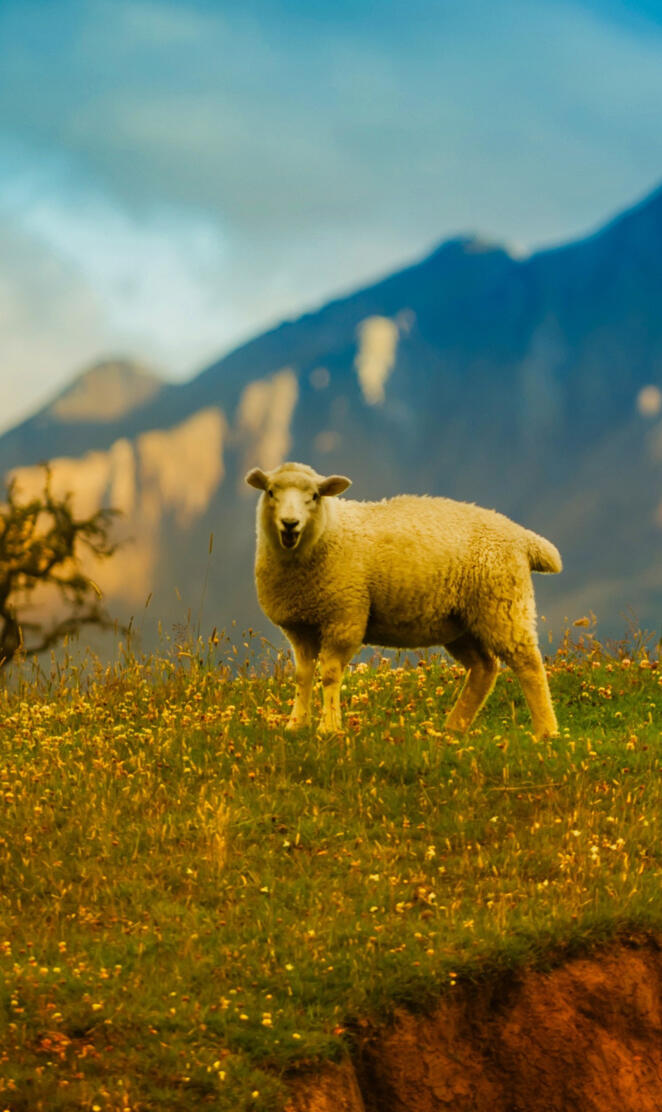 New Zealand Sheep 4K
