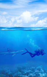 Ocean Shark Chase 4k