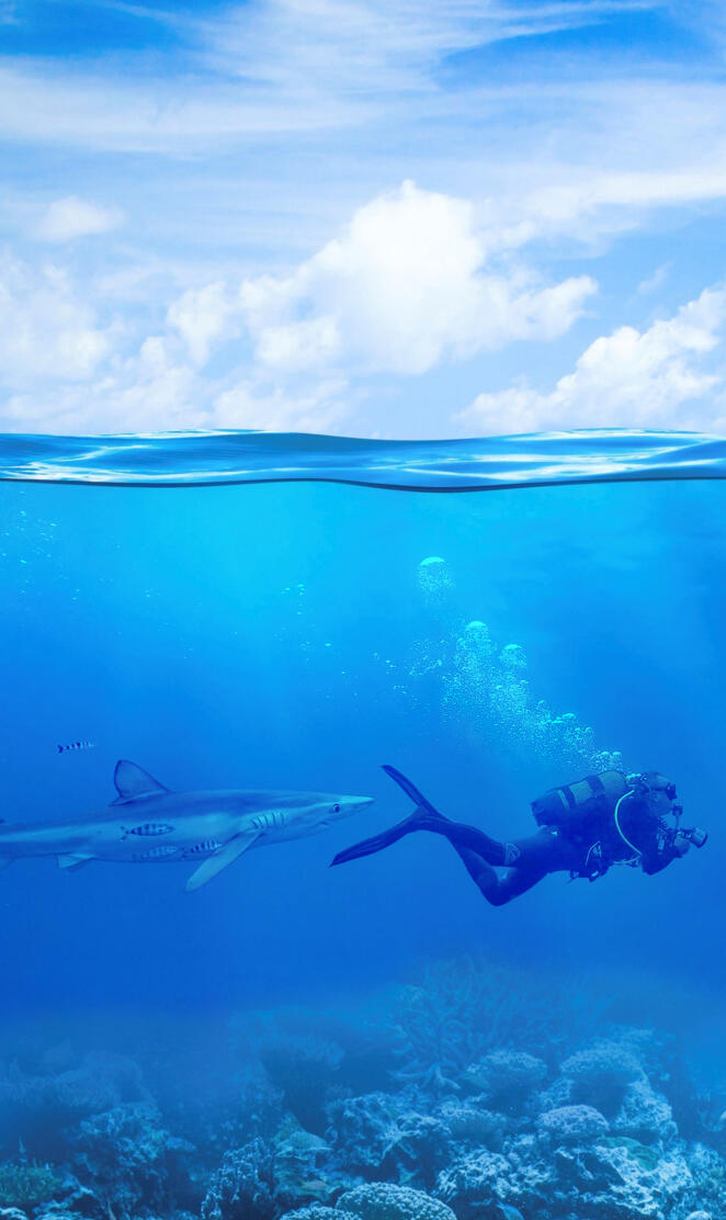 Ocean Shark Chase 4k