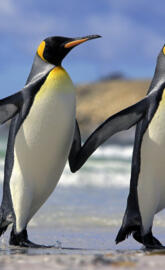 King Penguins