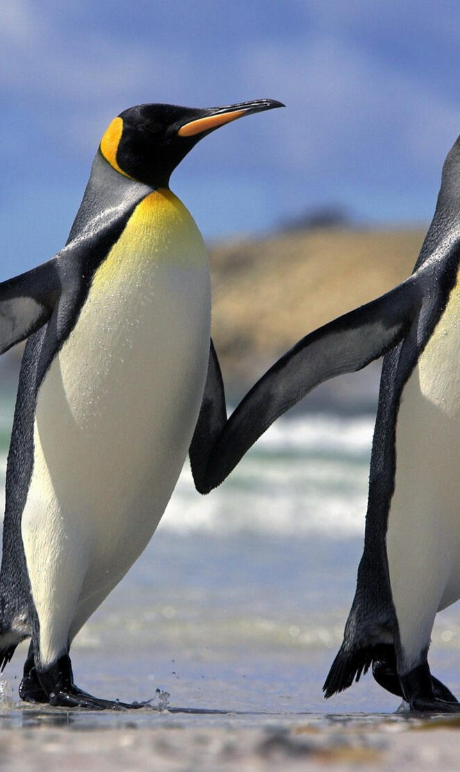 King Penguins