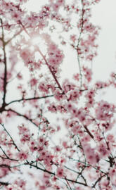 Blossom pink flowers