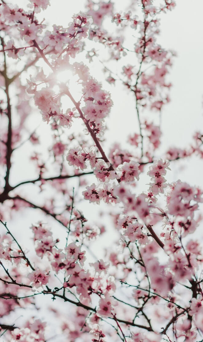 Blossom pink flowers