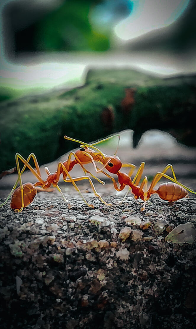 Kissing ants
