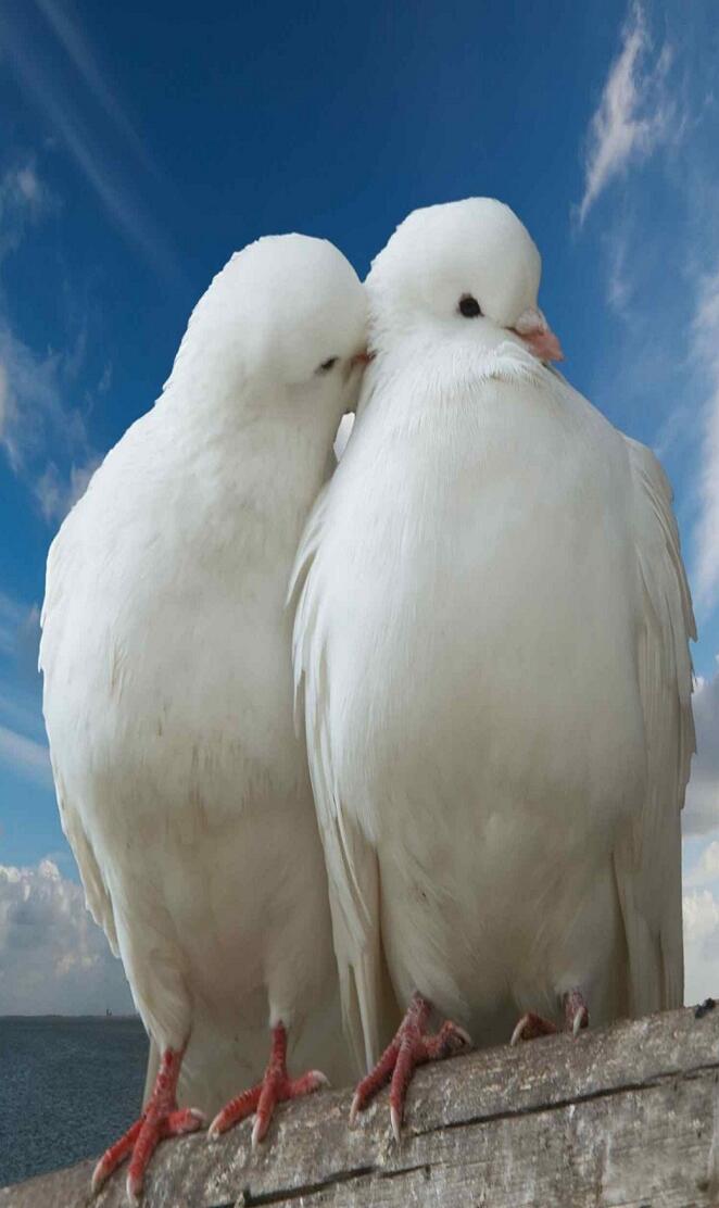 Pigeon love