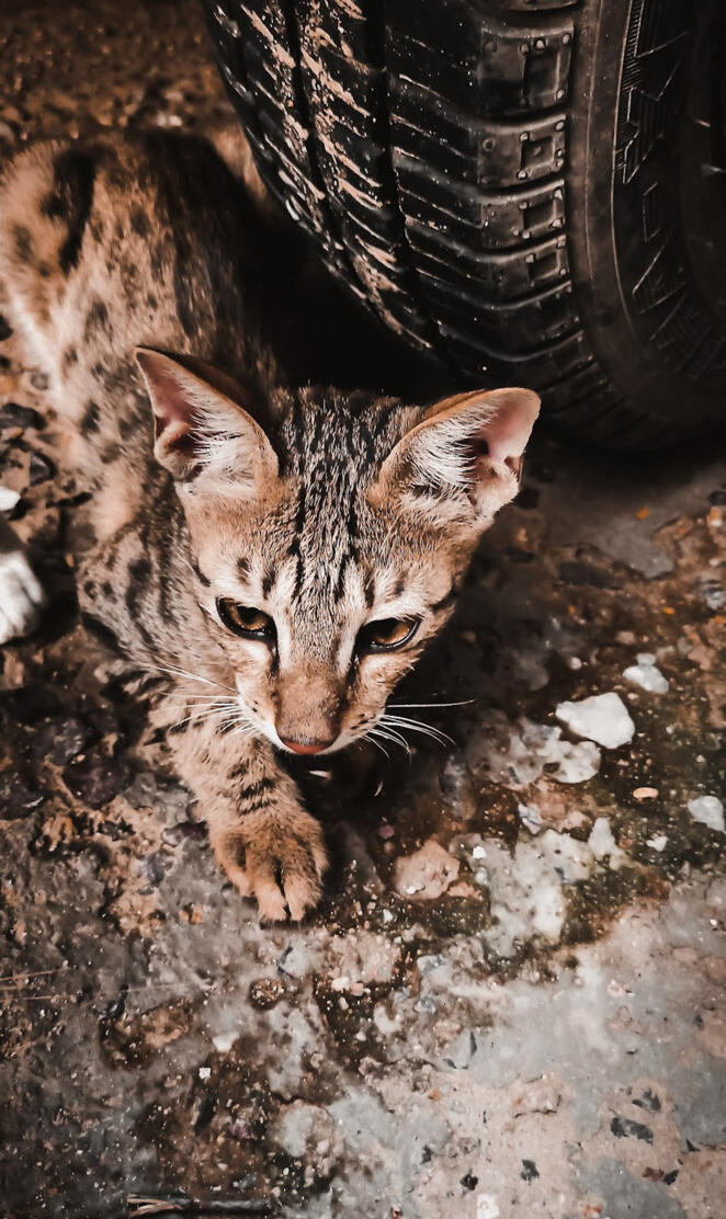 Brown cat