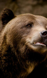 Brown Grizzly Bear