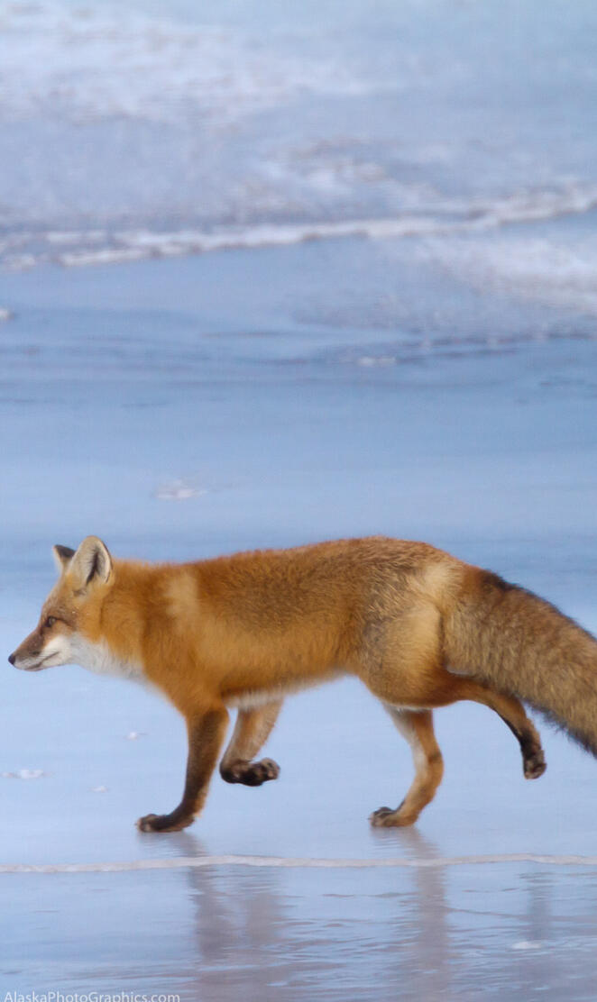 Alaskan Fox