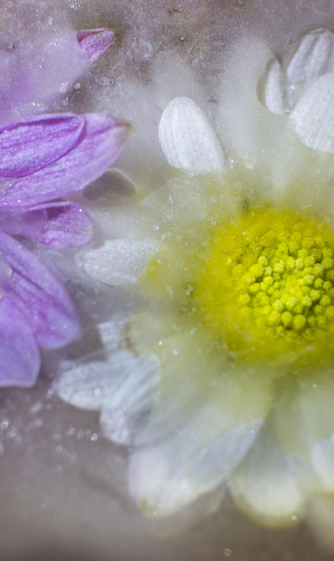 Frozen flower