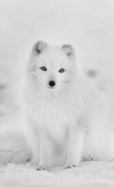 Artic fox