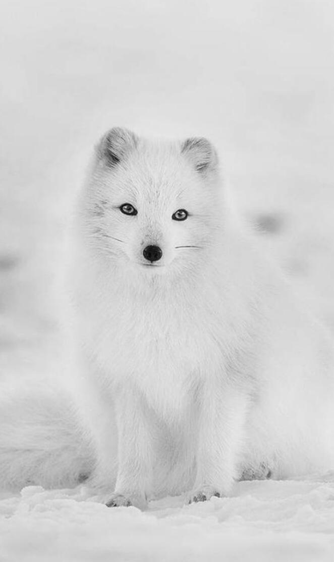 Artic fox