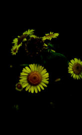 Daisy Amoled