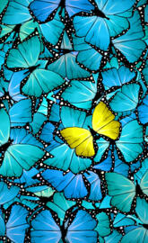 yellow butterfly wings