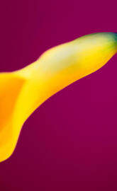 Yellow Calla