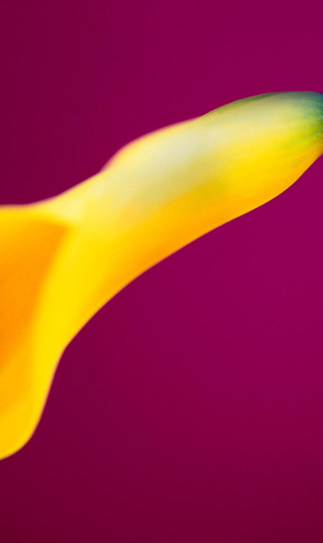 Yellow Calla