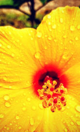 Yellow flower