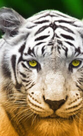 yellow eyes tiger